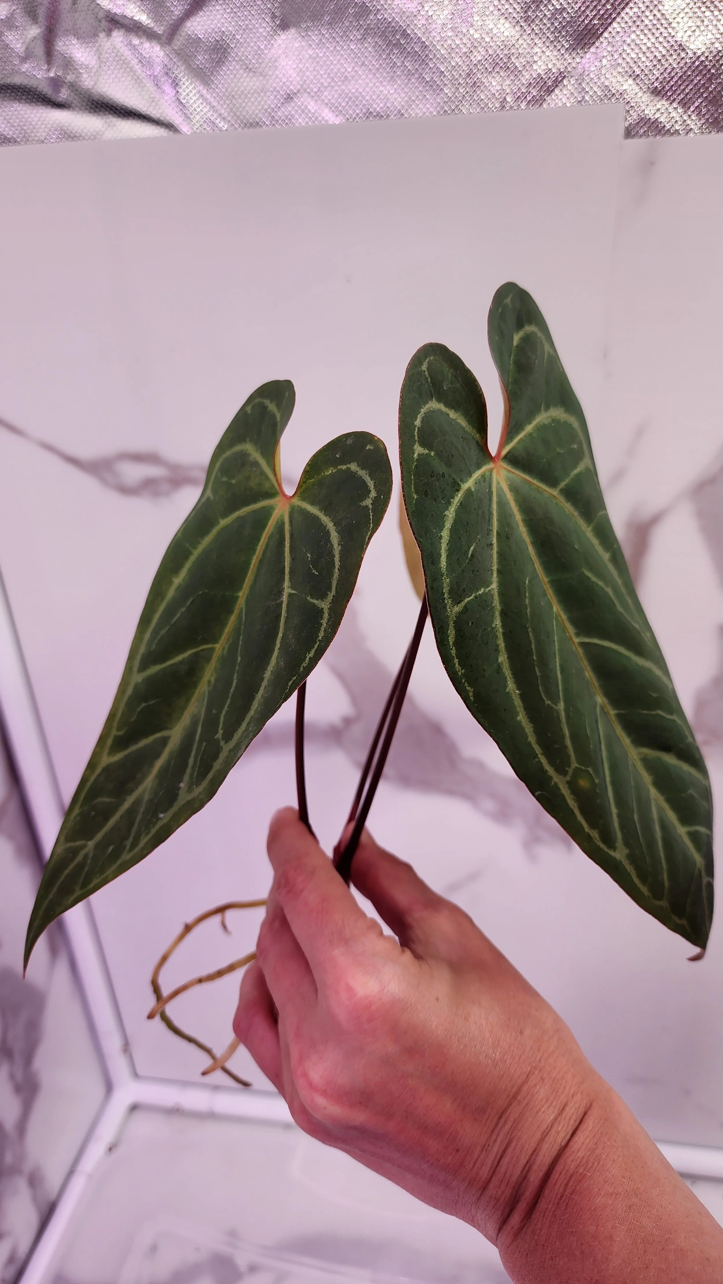 Z10ベッセアエ × デビリス×ドリームウィーバー×パピリラミナム anthurium 'Dreamweaver' x variegated pap